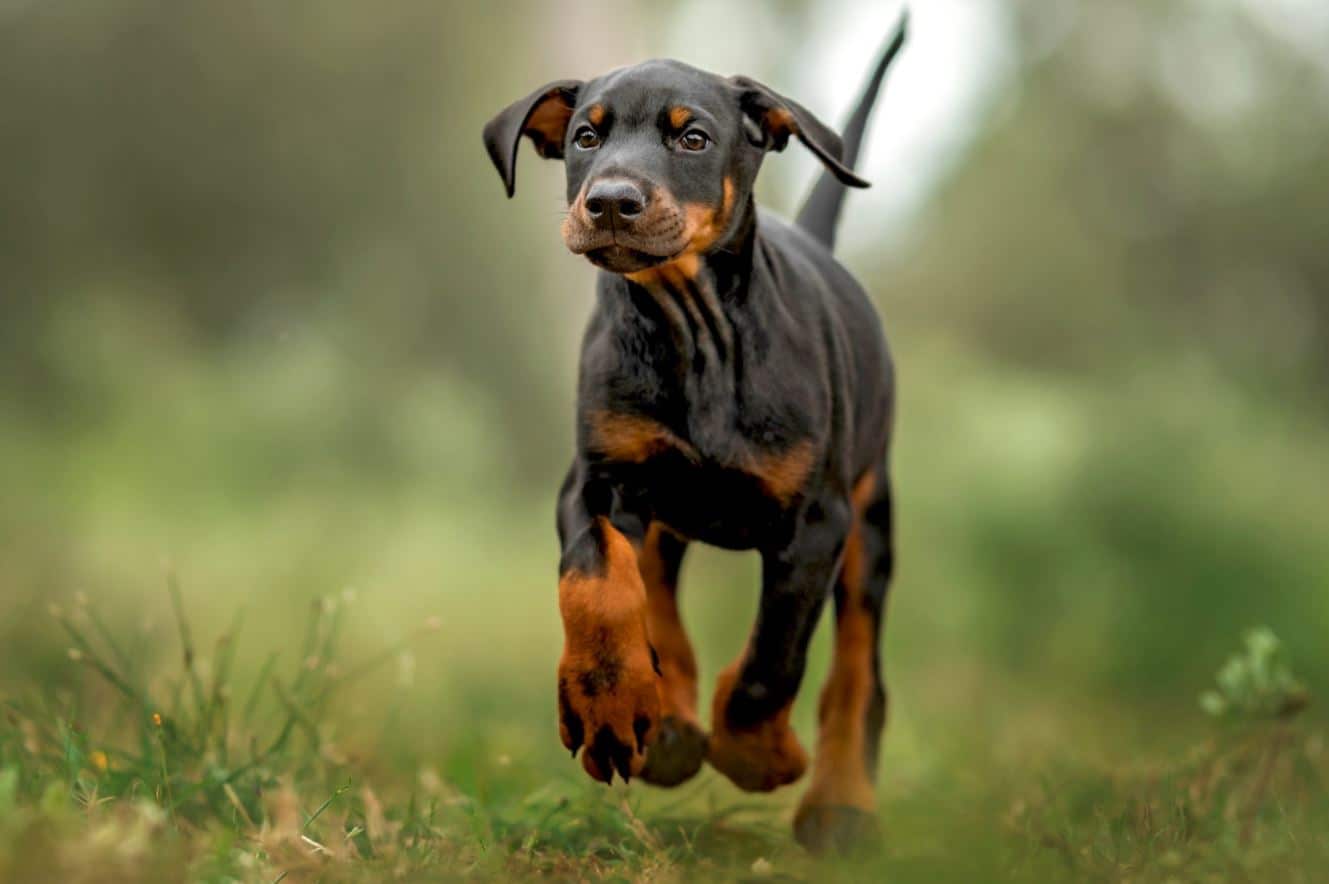 Chó Doberman là giống chó thông minh và trung thành. Hình ảnh chó Doberman của chúng tôi chắc chắn sẽ khiến bạn cảm thấy vui vẻ và thú vị. Hãy thưởng thức chúng tôi với những bức ảnh tuyệt đẹp về giống chó này.