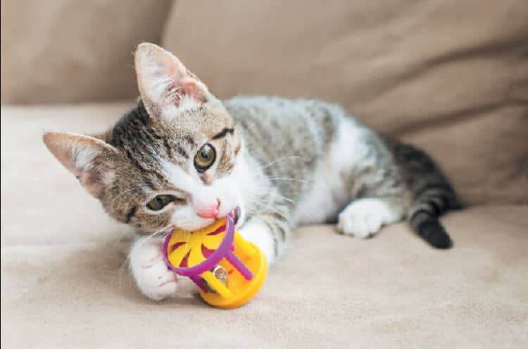 Top 10 món đồ chơi cho mèo siêu vui, giá rẻ và mua ở đâu?
