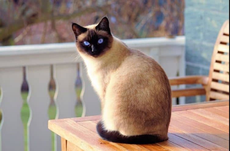 Mèo Xiêm - Nguồn gốc, đặc điểm, kinh nghiệm chăm sóc